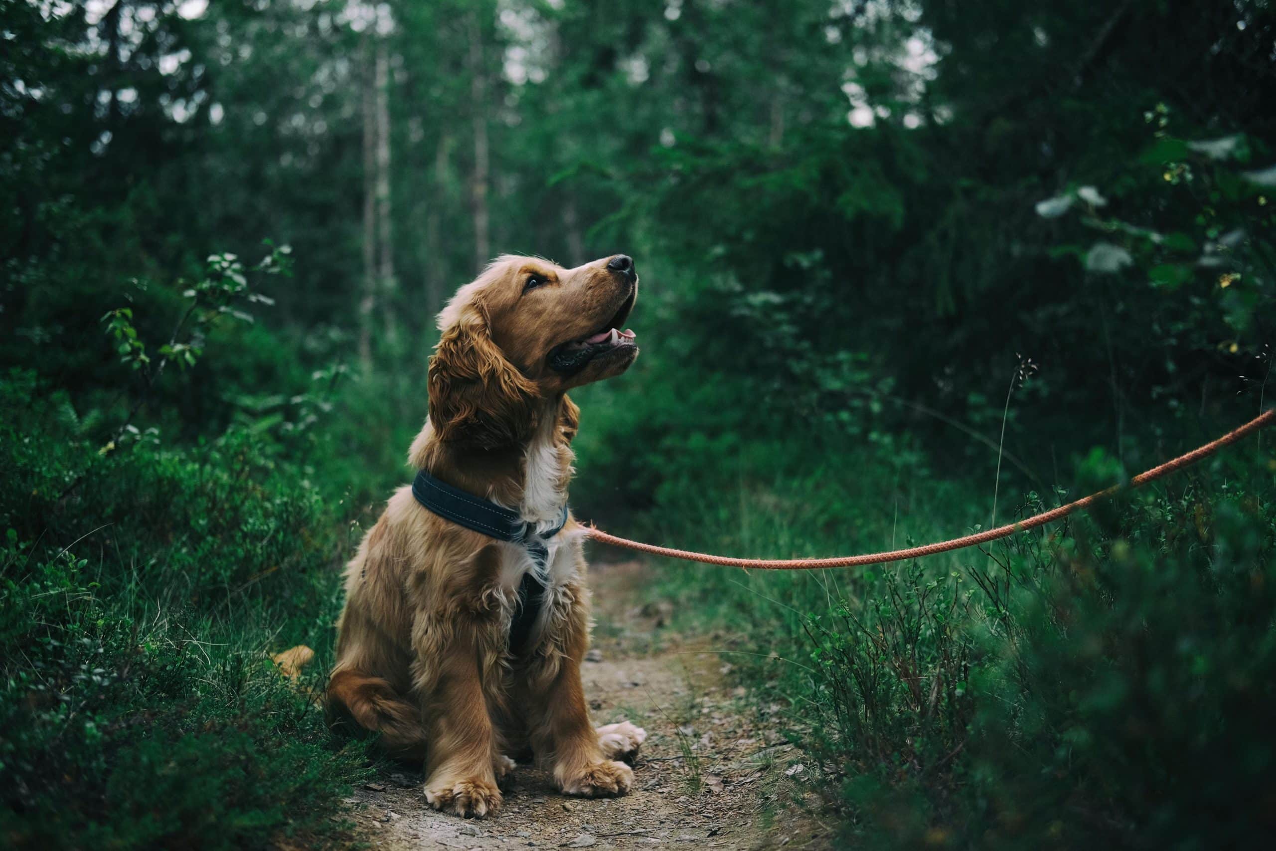 Een hond aan de lijn in het bos