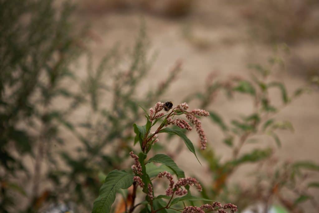 Planten en een bij