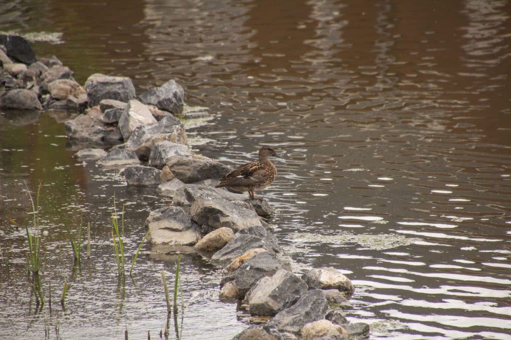 Een eend zit op stenen in het water