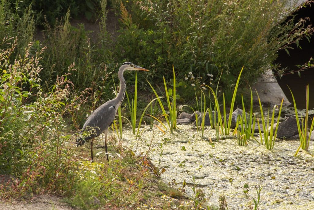 Water met een reiger en planten