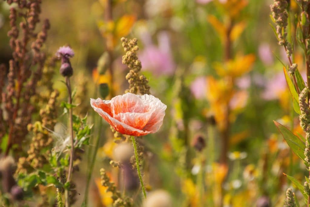 Diverse bloemen en planten